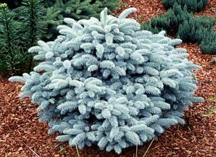 Ель Глаука глобоза (picea pungens glauca globosa (с15)