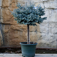 Ель Глаука глобоза (picea pungens glauca globosa) на штамбе (р 50-60)(с25)