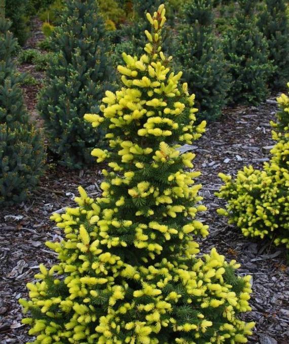 ЕЛЬ КОЛЮЧАЯ «МАЙГОЛД» PICEA PUNGENS MAIGOLD.(с6)