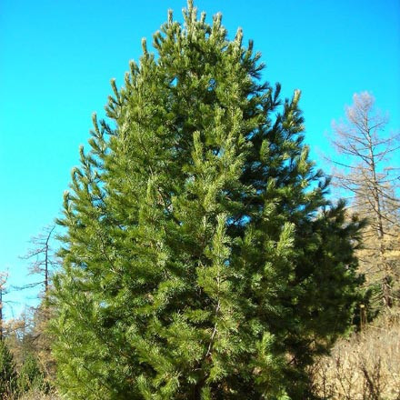 Cосна кедровая сибирская (Pinus sibirica)(с30) 120 см