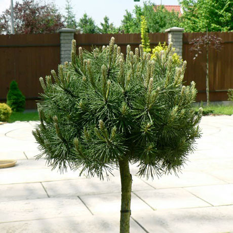 Сосна горная Мопс (Pinus mugo Mops) на штамбе ST 90-100