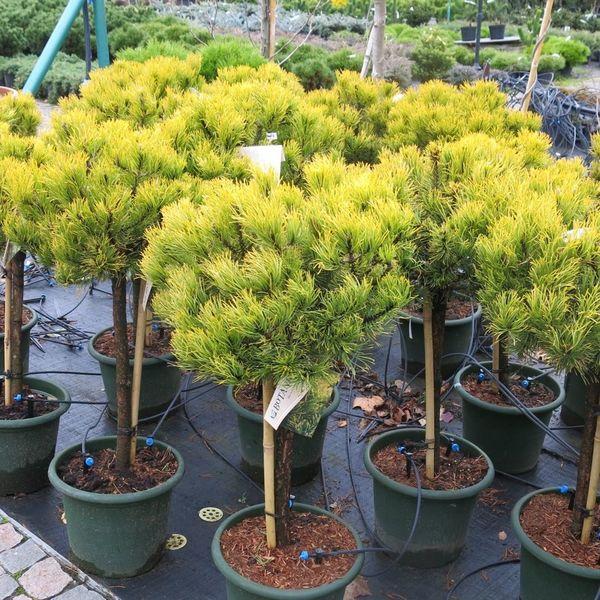 Сосна горная Винтер Голд на штамбе Pinus mugo Winter Gold Ра40,Ра 80 - фото 1 - id-p127649394