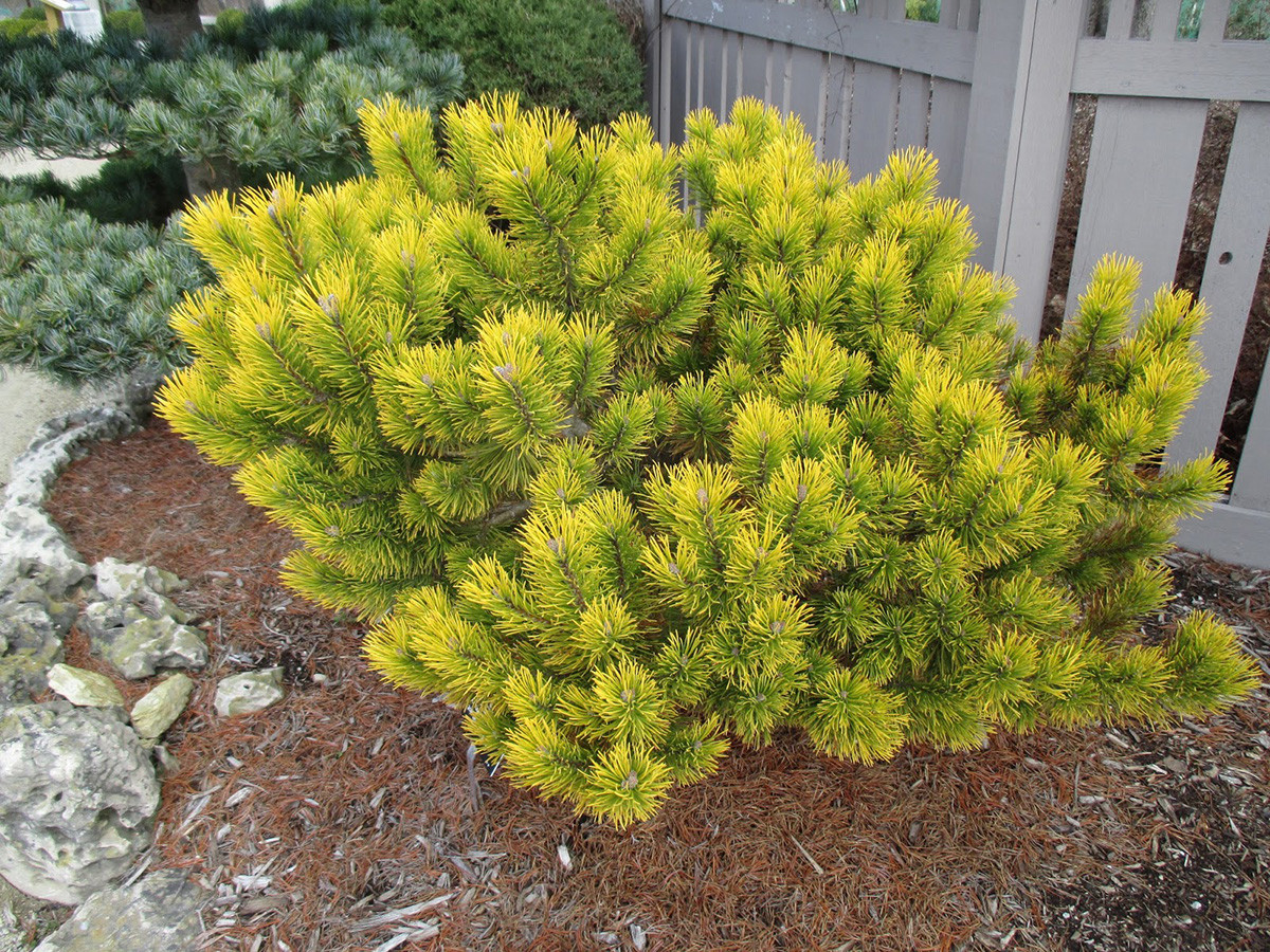 Сосна горная Карстенс Винтерголд (Pinus mugo Carsten Wintergold) (С15) 60-70СМ