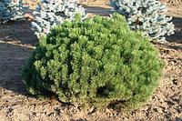 Сосна горная Мугус (Pinus mugo Mughus)(С35) 80 СМ +