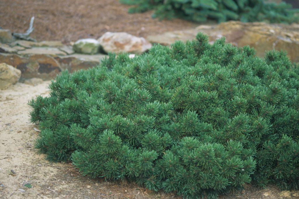 Сосна горная Пумилио (Pinus mugo Pumilio).(С20) 50-60 СМ