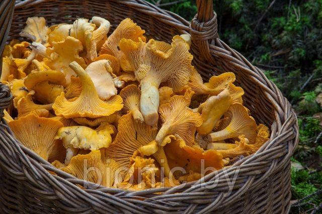Лисички свежие отборные , весовые, фото 2