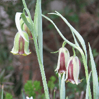 Holland Bulbs Фритиллярия Акмопетала