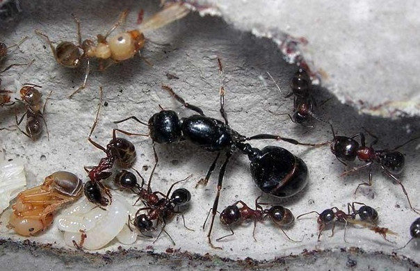 MESSOR DENTICULATUS Красногрудый муравей - жнец - фото 2 - id-p127996319