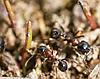 MESSOR DENTICULATUS — Красногрудый муравей - жнец, фото 3