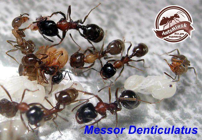MESSOR DENTICULATUS — Красногрудый муравей - жнец