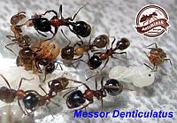 MESSOR DENTICULATUS Красногрудый муравей - жнец