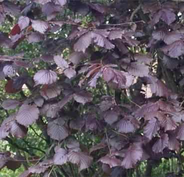 Лещина большая Пурпуреа (Corylus maxima Purpurea, крупная)