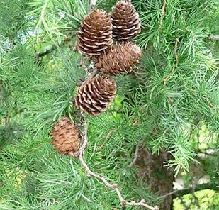 Лиственница японская или тонкочешуйчатая Диана (Larix kaempferi Diana