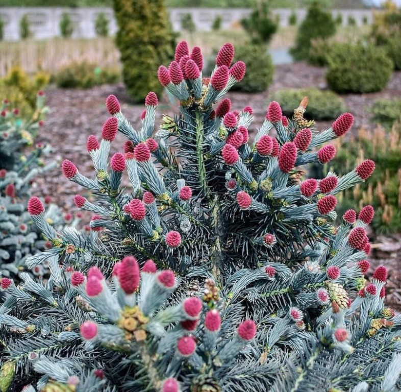 ГолубАЯ ель «Хупси» Picea pungens Hoopsii (120-140)