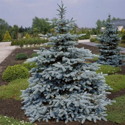 Ель колючая Омега (Picea pungens Omega) 100-120 СМ