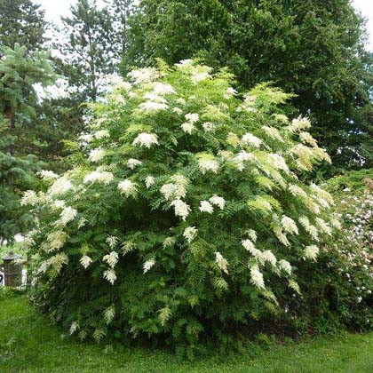 Рябинник рябинолистный (Sorbaria sorbifolia) 80-100 СМ