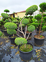 Juniperus chinensis "Blue Alps" - bonsai