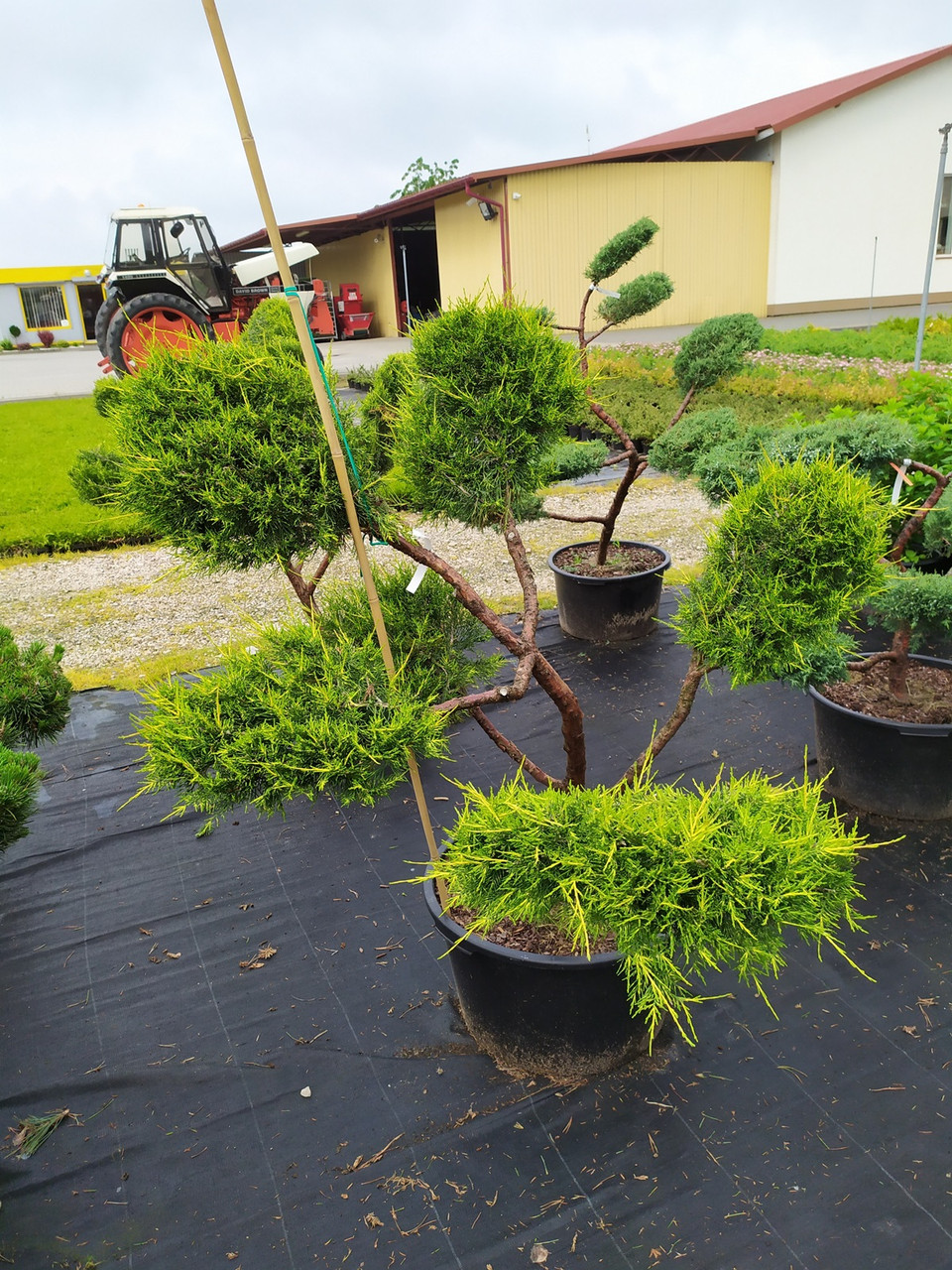 Juniperus chinensis "Kuriwao Gold" - bonsai - фото 1 - id-p128261128