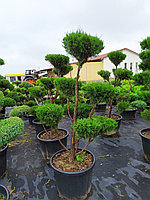 Juniperus chinensis "Spartan" - bonsai