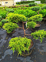 Juniperus pfitzeriana "Old Gold" - bonsai