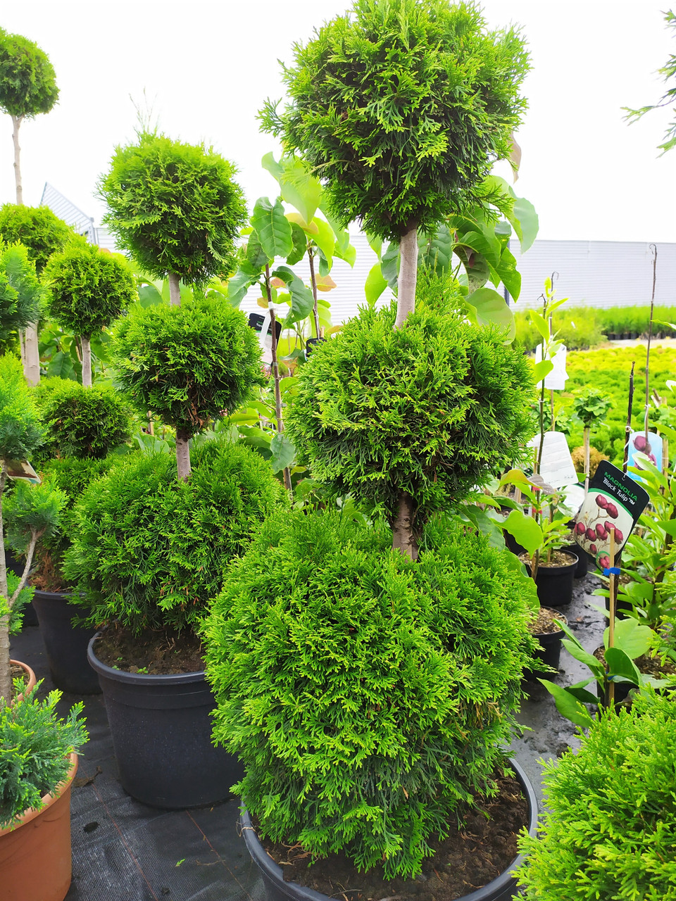 Thuja occidentalis "Smaragd" - 3 kule