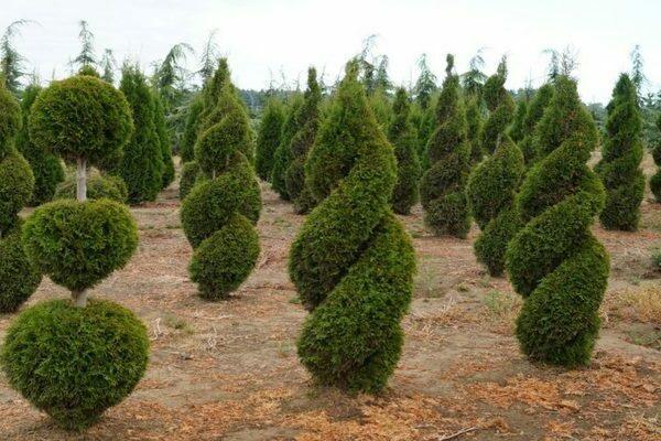 Thuja occidentalis "Smaragd" - spirala