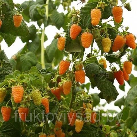 Саженцы сорта малины Оранжевое чудо