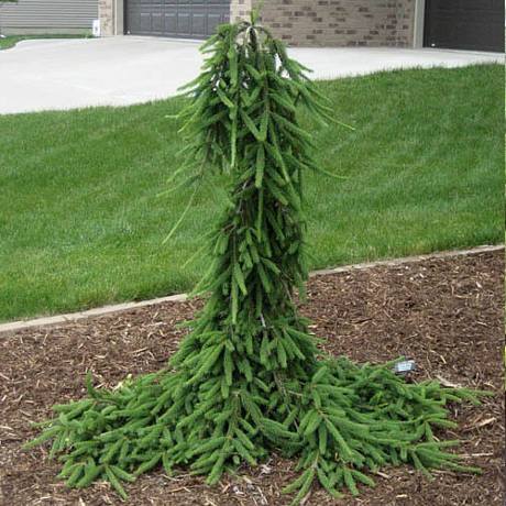 Ель обыкновенная Фробург (Picea abies Frohburg) Ра 100