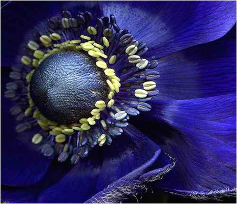 Картина Синий цветок 85014