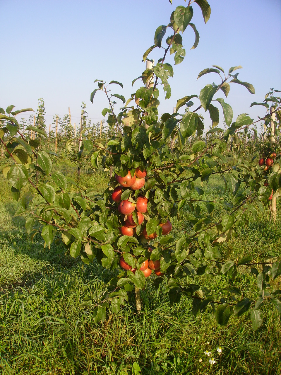 Яблоня "Белорусское сладкое" зимний сорт (ОКС) - фото 2 - id-p1438234