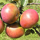 Яблоня Белорусское сладкое, фото 3