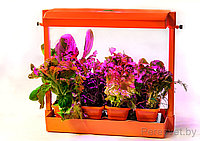 Домашний мини-огород Волтера-Фито Биколор цвет оранжевый
