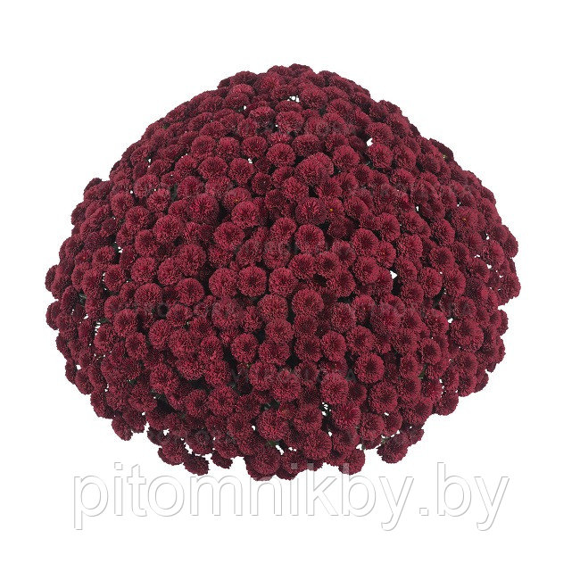 Хризантема Crerry Red