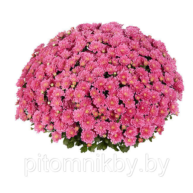 Хризантема Ditto Dark Pink, с2