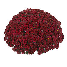 Хризантема Sunbeam Red, с2