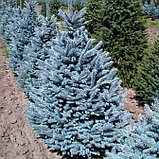 Ель колючая (голубая) "Супер Блю Сидлинг" (Super Blue Seedling), С5, фото 2