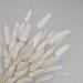 Лагурус, сухоцвет, цвет белый, в упаковке 110-150 штук, фото 4