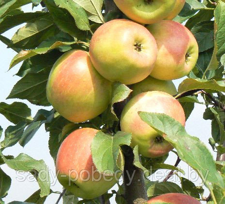 Саженцы яблони "Заря Алатау" - фото 1 - id-p2339458