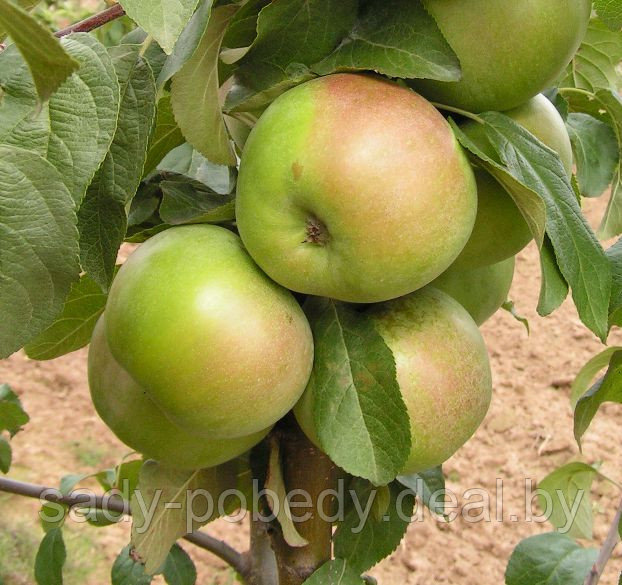 Саженцы яблони "Белана" - фото 1 - id-p2953580