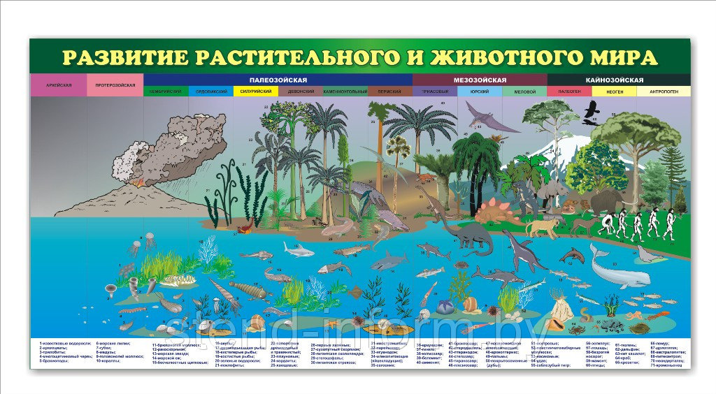 СТЕНД ПО БИОЛОГИИ "Развитие растительного и животного мира" р-р 180*90 см на пвх, плоский