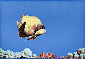 Декор 275*400 MONOCOLOR FISH