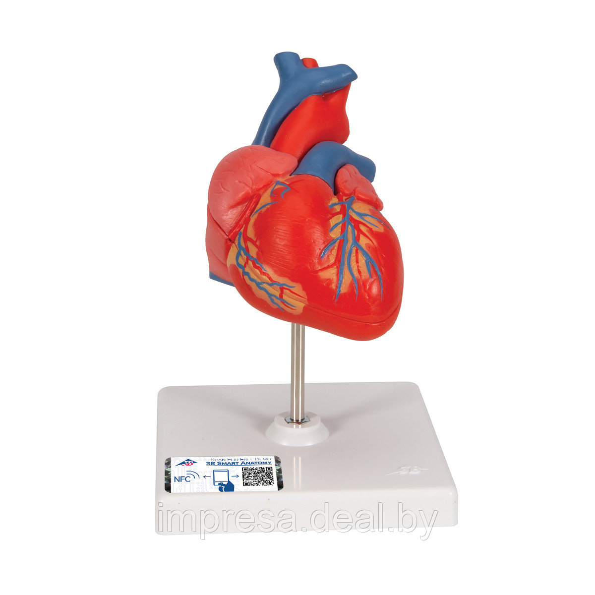 Модель сердца, 2 части - фото 1 - id-p131055280
