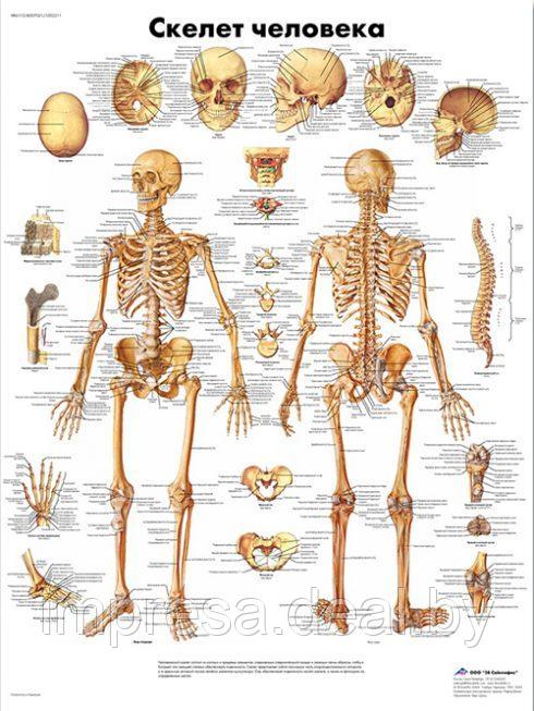 Плакат "Скелет человека" - фото 1 - id-p131055294