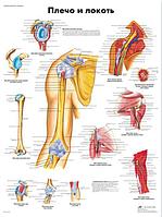 Плакат "Плечо и локоть"