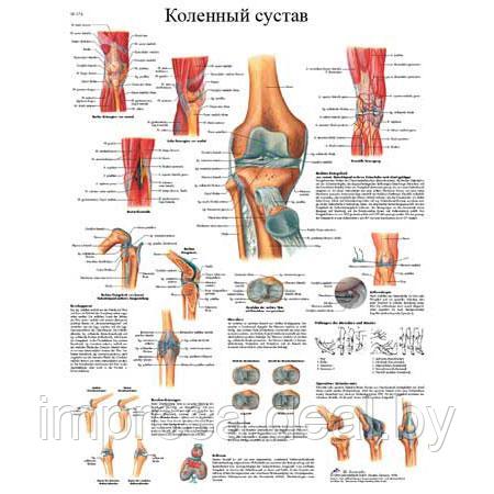 Плакат "Коленный сустав" - фото 1 - id-p131055304