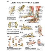 Плакат "Стопа и суставы стопы, анатомия и патология"