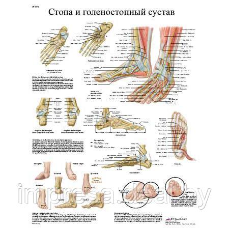 Плакат "Стопа и суставы стопы, анатомия и патология" - фото 1 - id-p131055305