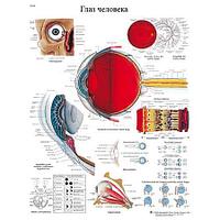 Плакат "Глаз человека"