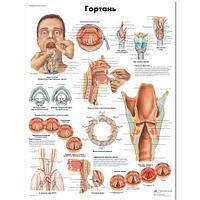 Плакат "Гортань"