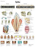 Плакат "Зубы"